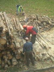 Toasooja koguduse metsa puudest. Saega on ametis Allan, teda aitavad kirikumees Vello ja tööharjutuses osalev Sergei.