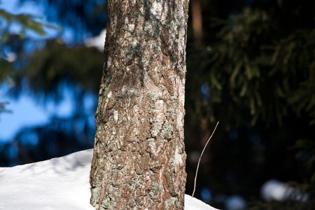 Rein Tafenau Rein Tafenau