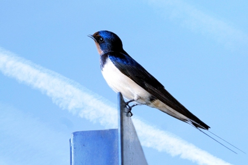 Daisy Lappard Daisy Lappard