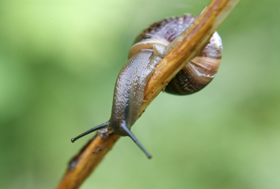 Daisy Lappard Daisy Lappard