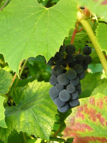 Lõikustänupühal võib rõõmustada – päikesest küllastunud viinamarjasaak Räpinas on korjatud.Foto: Mari Paenurm