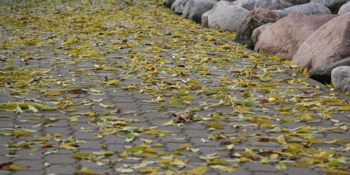 Mikk Leedjärv Mikk Leedjärv