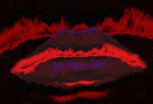 Daisy Lappard Daisy Lappard