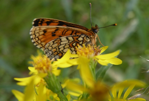 Tiiu ja Jaak Käsner Tiiu ja Jaak Käsner