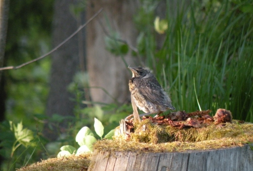 Tiiu ja Jaak Käsner Tiiu ja Jaak Käsner