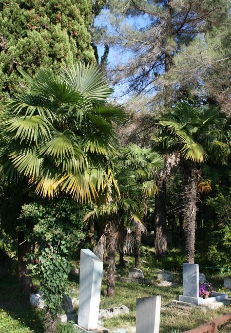 Salme küla surnuaed: eestlased puhkavad seedrite ning palmide all ja nagu vanas laulus öeldakse: kuldsed kandled palmipuul.