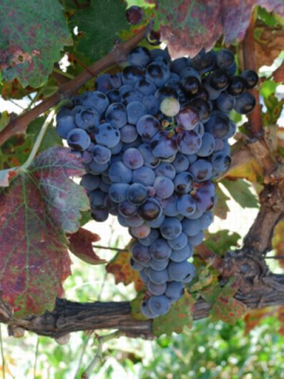 Tekst ja foto: Joel Siim Tekst ja foto: Joel Siim